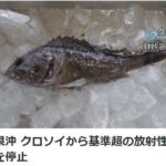 Mười năm sau vụ rò rỉ hạt nhân, "cá nhiễm phóng xạ" lại xuất hiện ở Fukushima