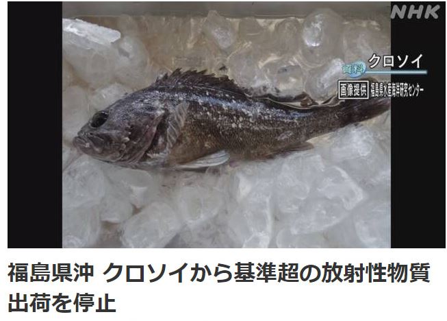 Mười năm sau vụ rò rỉ hạt nhân, "cá nhiễm phóng xạ" lại xuất hiện ở Fukushima