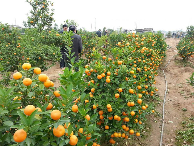 “ĂN TẾT” – HÀNH TRÌNH SUM VẦY VÀ HƯƠNG VỊ ĐOÀN VIÊN TRONG KÝ ỨC NGƯỜI VIỆT 1 “ĂN TẾT” – HÀNH TRÌNH SUM VẦY VÀ HƯƠNG VỊ ĐOÀN VIÊN TRONG KÝ ỨC NGƯỜI VIỆT